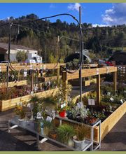 Jardinerie Pontier et Fils Ets image 2