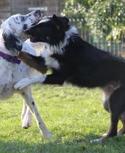 Village Canin le Grand l'Ilot image 7