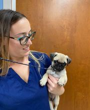 Ormond Beach Family Vet image 16