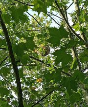 Chass'Eure De Frelons image 1