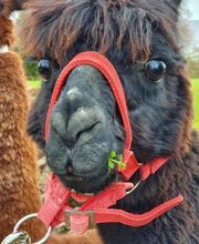 Les Psytrucs de Shana image 4