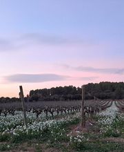 Domaine des Lauriers image 8