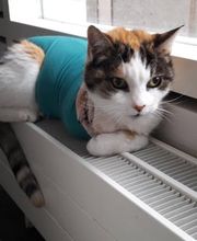 Cabinet Vétérinaire de St-Jean Bild 6