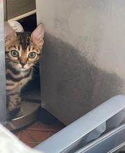 Chatterie Panthera du Maquis image 8