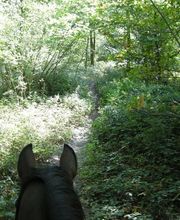 Cheval Nature image 6