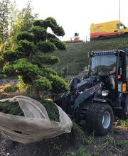 Dirven Boomverzorging afbeelding 12