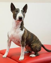 Logopädie & Ergotherapie - Inh. Isabell Naujock Bild 6