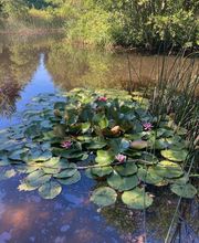 Guérisseur, Magnétiseur, Médium, Voyance, Jean-Claude Sellie, Energie Subtile Bild 2