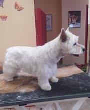 AU TOUTOU MARANS image 8