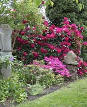 Isabelle Neumann - Holistische Gartenberatung & Pflege Bild 1
