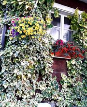 Gasthaus zum Rössli Bild 5