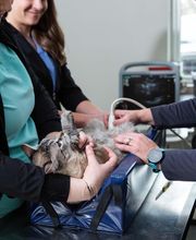 Cottleville Animal Hospital image 6