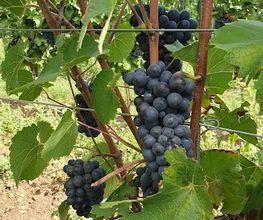 Weingut Weyer - Mörstadt Bild 2