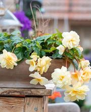 Blumen Brügger Bild 1