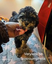 Elevage Des Jours Étoilés image 4