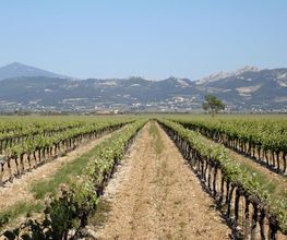 Domaine Martin image 12