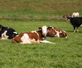 Wagis Farm - Hofladen Bild 1