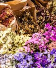 Linder Blumen am Bahnhofplatz in Aarau Bild 7