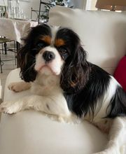 Asenack Association image 8