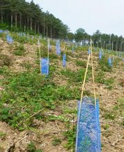 ALLIANCE Forêts Bois image 6