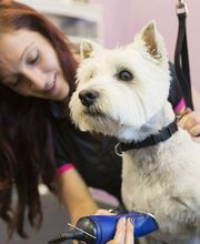 Kingdom Canine Center image 5