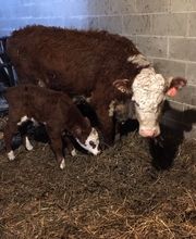 Copeland Insurance Agency, Inc. image 18