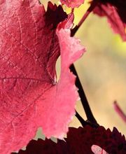 Domaine de la Côte d'Or Bild 11