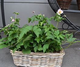 Blumen Art Bild 3