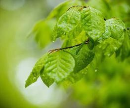 FriedWald Hegau Bild 7