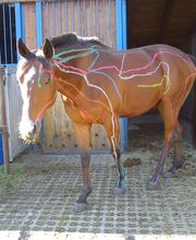 Equinus Sanitas Bild 20