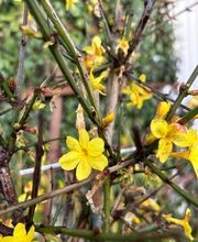 Pépinières Dijonnaises image 4