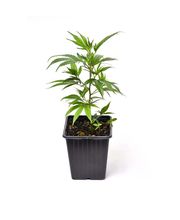 Herba di Berna AG, Fachgeschäft für CBD & Hanfprodukte Bild 1
