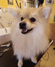 Coeur De Poils image 8