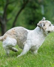 Tuckahoe Animal Hospital & Pet Center image 1