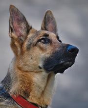 C.S.A. Sicherheitsdienste & Service Agentur Bild 9