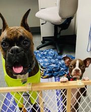 Apple Valley Veterinary Clinic image 13