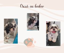 Douceur Canine image 10