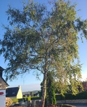 Baron Élagage image 2