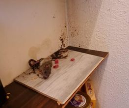SafeHome Schädlingsbekämpfung Köln Bild 6