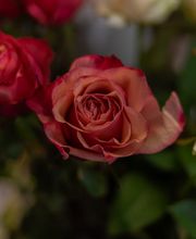 bluemechäller marjo trachsel Bild 4