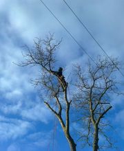 Baumdienst Harzer Bild 10