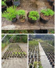 Prévet Paysages image 13