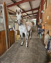 DLS Maréchalerie, Dimitri LE SOMMIER Bild 1