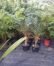 Pépinière Lesueur EARL image 5