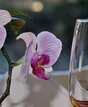 Tropenpflanzen-Restaurant Florida Bild 8