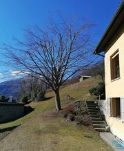 Nesurini Daniele - Lavori Forestali e Segheria Bild 2