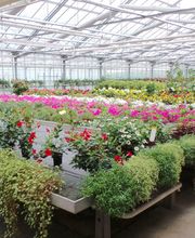 Eigenproduktion Sommerblumen