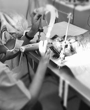 Clínica Veterinaria Okapi imagen 8