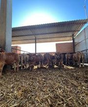 Pinsos Cortada imagen 3