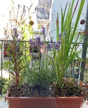 Emilia Mihalydeakpal DaMa Pflanzendesign Bild 1